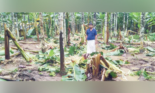 ഇരട്ടവാരിയിൽ കാട്ടാനകളുടെ താണ്ഡവം; 700 വാഴകൾ നശിച്ചു