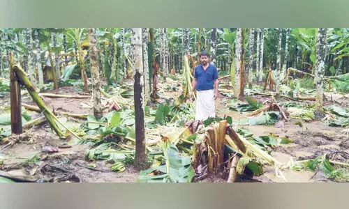 ഇരട്ടവാരിയിൽ കാട്ടാനകളുടെ താണ്ഡവം; 700 വാഴകൾ നശിച്ചു