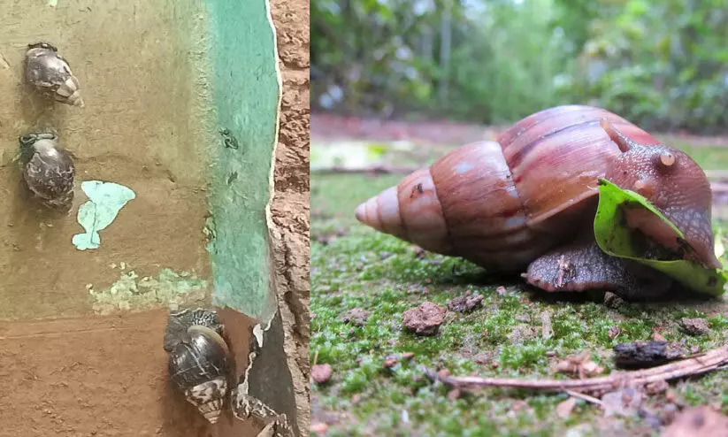 african snail