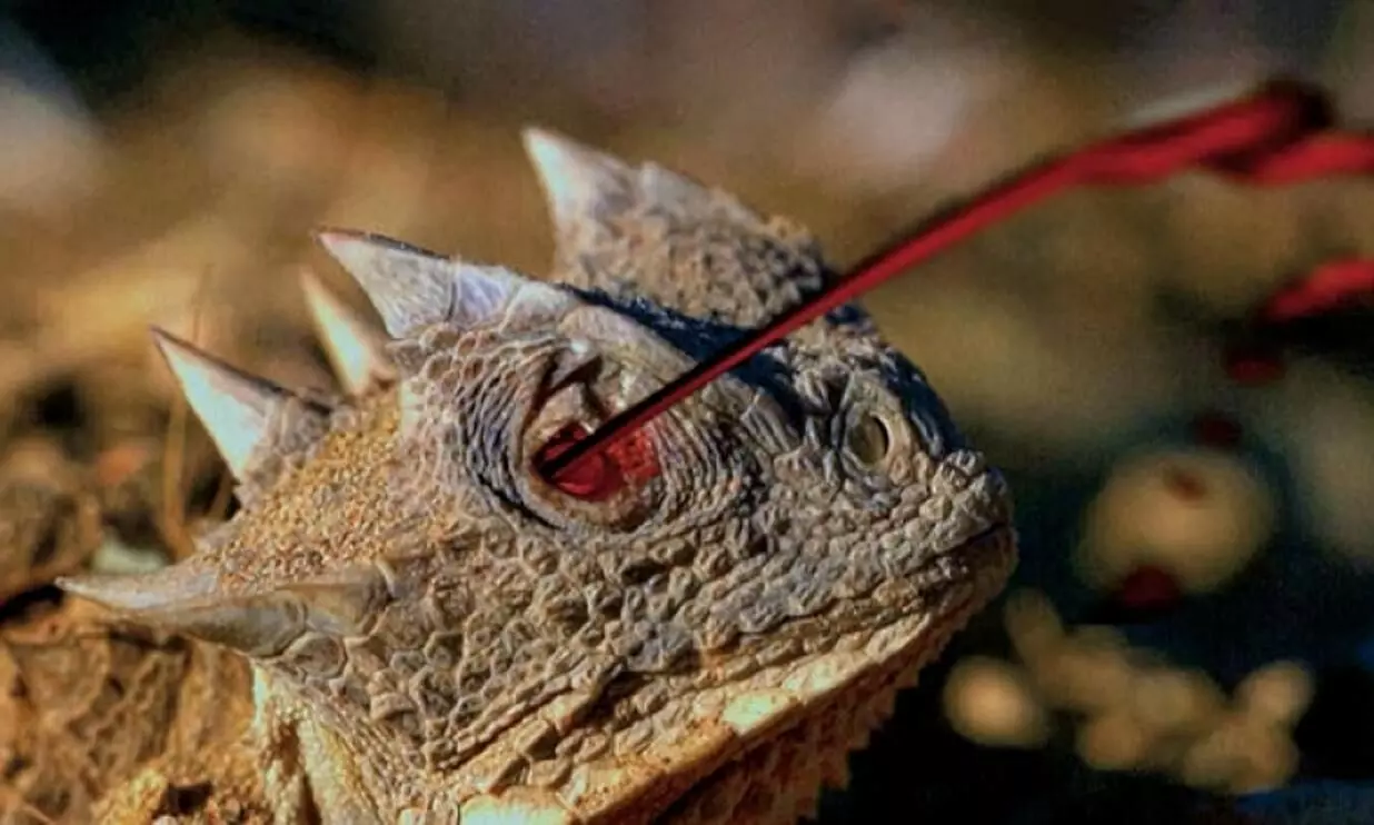 Horned lizards Horned lizards