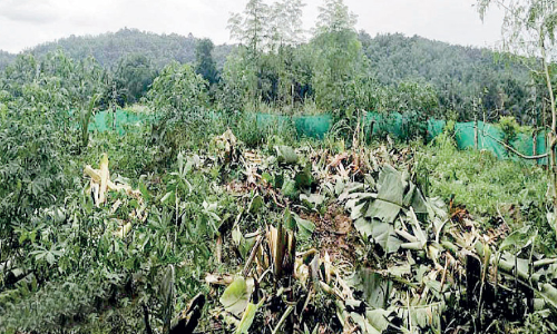 ശാ​ന്തി​ഗ്രാ​മി​ല്‍ കാ​ട്ടാ​ന​ശ​ല്യം രൂ​ക്ഷം, പു​റ​ത്തി​റ​ങ്ങാ​ന്‍ ഭ​യ​ന്ന് നാ​ട്ടു​കാ​ര്‍