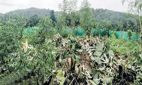 ശാ​ന്തി​ഗ്രാ​മി​ല്‍ കാ​ട്ടാ​ന​ശ​ല്യം രൂ​ക്ഷം, പു​റ​ത്തി​റ​ങ്ങാ​ന്‍ ഭ​യ​ന്ന് നാ​ട്ടു​കാ​ര്‍