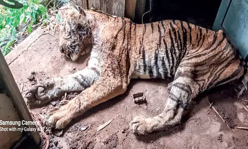 പറമ്പിക്കുളത്ത് കടുവ ചത്ത നിലയിൽ