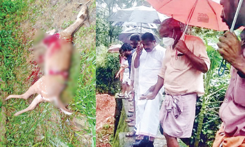 പാ​പ്ല​ശ്ശേ​രി, വ​ട്ട​ത്താ​നി ഭാ​ഗ​ത്ത് കാ​ട്ടാ​ന​യും ക​ടു​വ​യും; നോ​ക്കു​കു​ത്തി​യാ​യി ക​രി​ങ്ക​ൽ മ​തി​ൽ