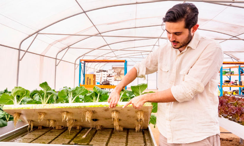 ഹൈ​ഡ്രോ​പോ​ണി​ക്സ് വി​ദ്യ:  മ​രു​ഭൂ​മി​യെ ഹ​രി​താ​ഭ​മാ​ക്കി സൗ​ദി ക​ർ​ഷ​ക​ൻ