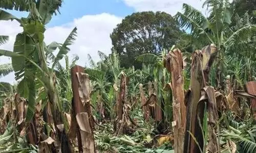 crop loss 89768a crop loss 89768a