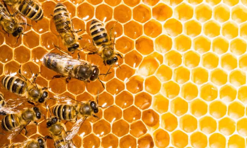 തേനീച്ച കർഷകർക്ക് പ്രഹരമായി വ്യാജന്‍റെ കടന്നുകയറ്റം