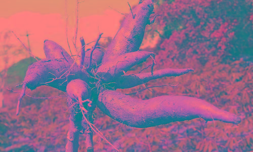 കപ്പക്ക്​ പൊന്നുംവില; സര്‍വകാല റെക്കോഡിലേക്ക്​ കുതിക്കുന്നു