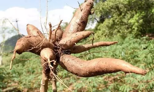 കപ്പക്ക്​ പൊന്നുംവില; സര്‍വകാല റെക്കോഡിലേക്ക്​ കുതിക്കുന്നു