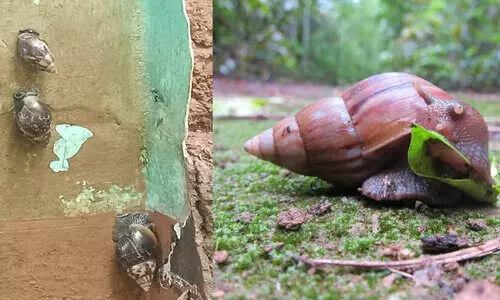 african snail