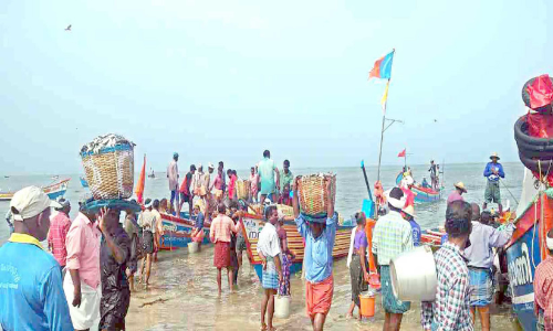 പായല്‍കുളങ്ങര തീരത്ത് ചാകര, മത്സ്യത്തൊഴിലാളികളില്‍ ആവേശത്തിരയിളക്കം