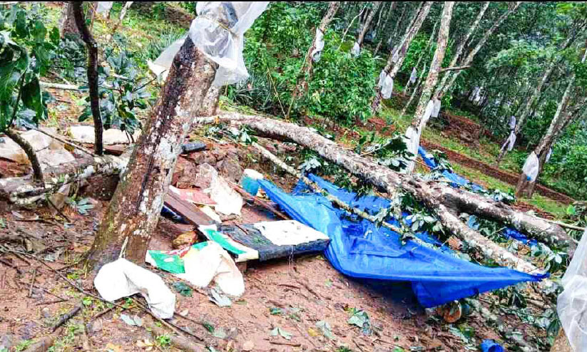 മരം ഒടിഞ്ഞ് വീണ് മൂന്ന് സ്ത്രീകൾക്ക് പരിക്ക് മരം ഒടിഞ്ഞ് വീണ് മൂന്ന് സ്ത്രീകൾക്ക് പരിക്ക്
