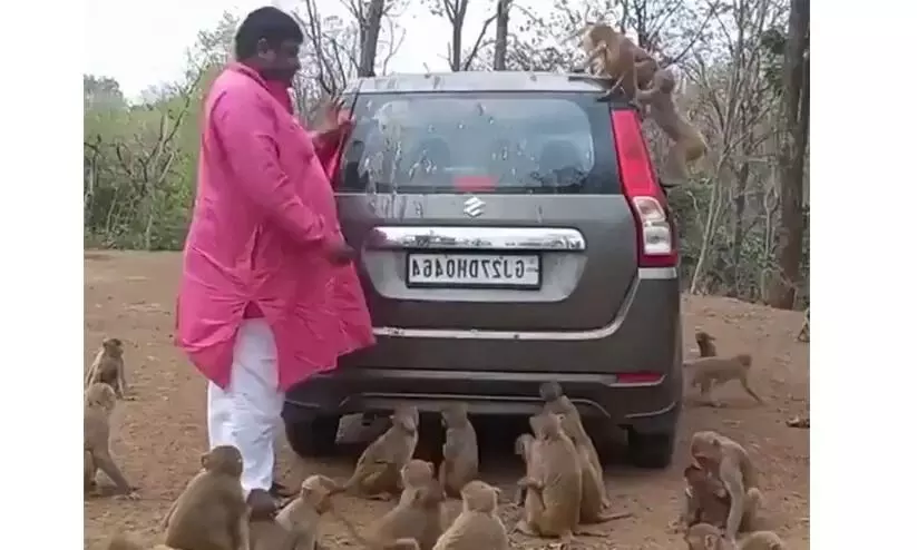 Man Throws Banana Feast For Monkeys-Viral Video