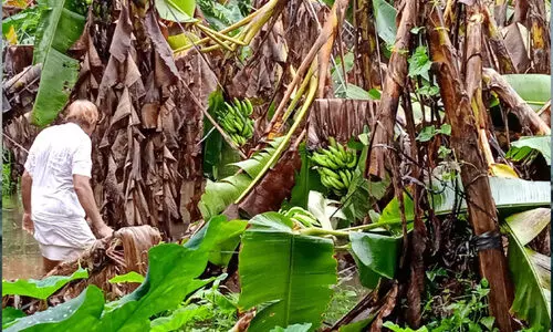 rain havoc rain havoc