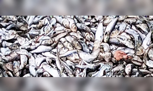 ചീഞ്ഞ മത്സ്യം ഉപേക്ഷിച്ചു; ദുർഗന്ധം വമിച്ച് കോടിമത-മുപ്പായിക്കാട് റോഡ്