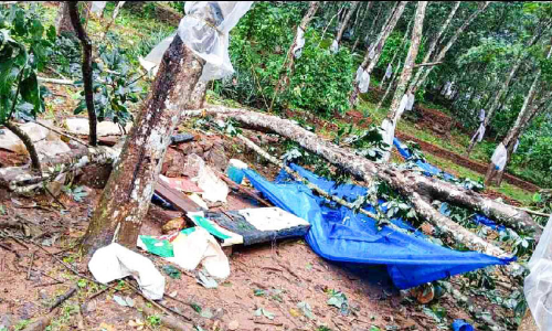 മരം ഒടിഞ്ഞ് വീണ് മൂന്ന് സ്ത്രീകൾക്ക് പരിക്ക് മരം ഒടിഞ്ഞ് വീണ് മൂന്ന് സ്ത്രീകൾക്ക് പരിക്ക്