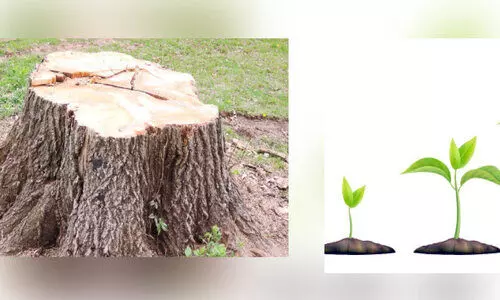 മുറിച്ചുകടത്തിയത് 500 മരം; പകരം 6000 നടുന്നു