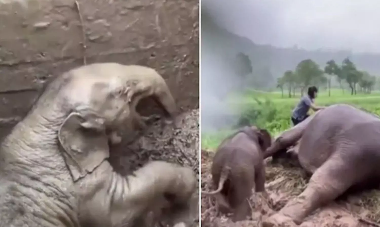 Mother elephant faints after baby falls into manhole
