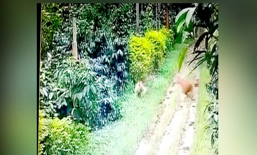 പുതിയ സ്ഥലങ്ങൾ തേടി കടുവകൾ, നിസ്സഹായതയിൽ നാട്ടുകാരും വനം വകുപ്പും