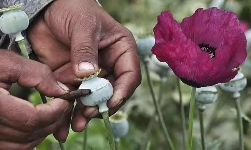 സർക്കാർ ടെൻഡറുകൾ ലഭിച്ചു; ബജാജ് ഫാർമസ്യൂട്ടിക്കൽ കമ്പനി കറുപ്പ് സംസ്കരണമേഖലയിലേക്ക് സർക്കാർ ടെൻഡറുകൾ ലഭിച്ചു; ബജാജ് ഫാർമസ്യൂട്ടിക്കൽ കമ്പനി കറുപ്പ് സംസ്കരണമേഖലയിലേക്ക്