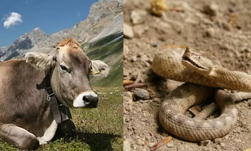 snake bite snake bite