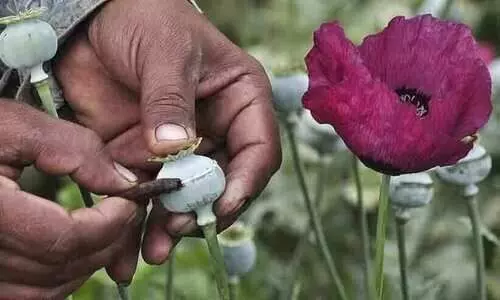 സർക്കാർ ടെൻഡറുകൾ ലഭിച്ചു; ബജാജ് ഫാർമസ്യൂട്ടിക്കൽ കമ്പനി കറുപ്പ് സംസ്കരണമേഖലയിലേക്ക്