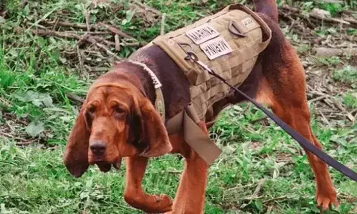 കുറ്റിക്കാട്ടിൽ ഒളിച്ചിരുന്ന മയക്കുമരുന്ന് മാഫിയ തലവനെ കുടുക്കി മാക്സ്