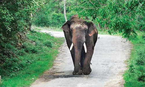 വാഴമലയിൽ ദുരിതംവിതച്ച് കാട്ടാന ശല്യം