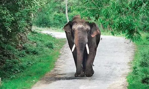 വാഴമലയിൽ ദുരിതംവിതച്ച് കാട്ടാന ശല്യം