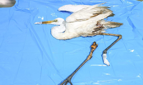 അവശനിലയിലായ കൊക്കിന് പൊലീസ് രക്ഷകരായി അവശനിലയിലായ കൊക്കിന് പൊലീസ് രക്ഷകരായി