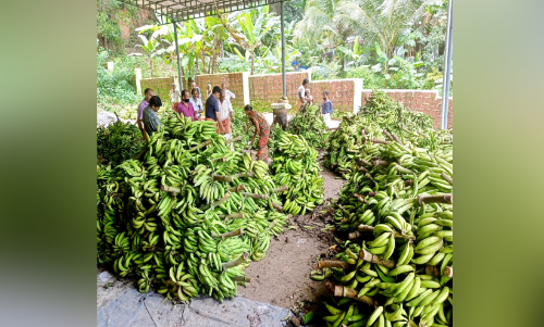 മടിക്കൈയിലെ കർഷകർക്ക് ലഭിച്ചത് കണ്ണീർക്കുലകൾ