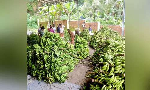 മടിക്കൈയിലെ കർഷകർക്ക് ലഭിച്ചത് കണ്ണീർക്കുലകൾ
