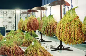 അജ്മാന് ലിവ ഈത്തപ്പഴമേള നീട്ടിവെച്ചു അജ്മാന് ലിവ ഈത്തപ്പഴമേള നീട്ടിവെച്ചു