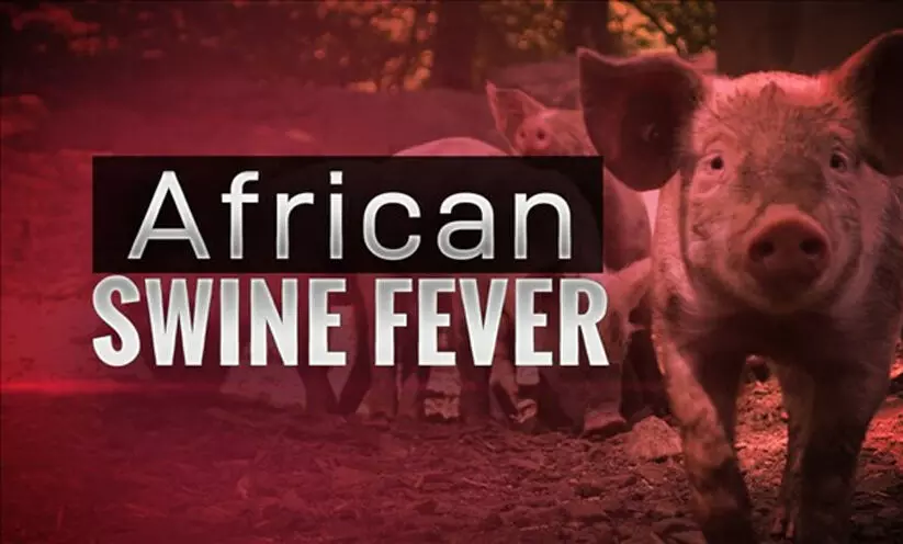 ആഫ്രിക്കൻ പന്നിപ്പനി: ജില്ലയിൽ ജാഗ്രത നിർദേശം