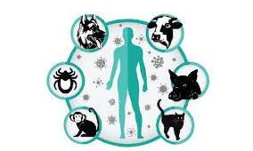 ജന്തുജന്യരോഗ വ്യാപനം: ഹോർട്സ്പോർട്ടായി കേരളം; വൺ ഹെൽത്ത് ആശയം ശക്തമാക്കാൻ മൃഗസംരക്ഷണ വകുപ്പും