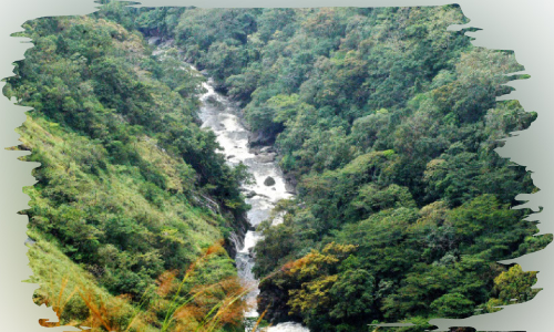 ബഫർസോൺ: ഉത്തരവ് വന്നിട്ട് 33 വർഷം പിന്നിട്ടു; ഇതുവരെ കാടും നാടും വേർതിരിച്ചില്ല