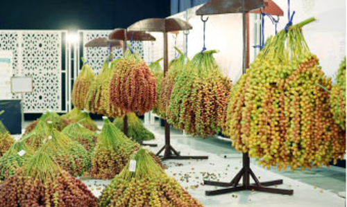 ലിവ ഈത്തപ്പഴമേള അല്‍ ദഫ്‌റയില്‍ ആരംഭിച്ചു