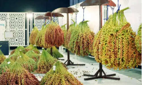 അജ്മാന്‍ ലിവ ഈത്തപ്പഴമേള നീട്ടിവെച്ചു