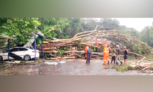 ഷെഡിന് മുകളിൽ മരം വീണ് രണ്ട് കാർ തകർന്നു