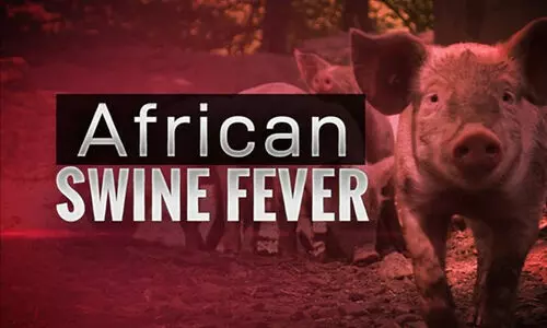 ആഫ്രിക്കൻ പന്നിപ്പനി: ജില്ലയിൽ ജാഗ്രത നിർദേശം