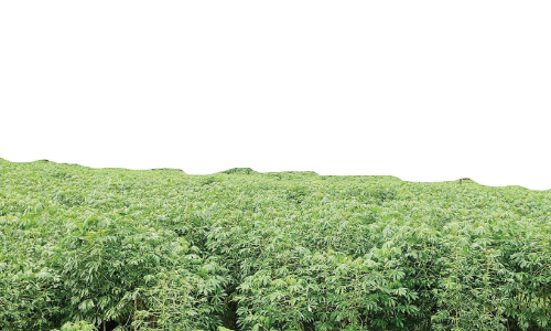 മരച്ചീനിക്ക് വൈറസ് ബാധ; കർഷകർക്ക് ദുരിതം