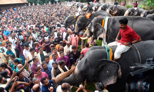 മനവും വയറും നിറച്ച് ഗജവീരന്മാർ: വടക്കുന്നാഥനിൽ ആനയൂട്ടിന് അണിനിരന്നത് 53 ആന