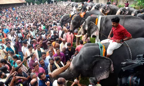 മനവും വയറും നിറച്ച് ഗജവീരന്മാർ: വടക്കുന്നാഥനിൽ ആനയൂട്ടിന് അണിനിരന്നത് 53 ആന