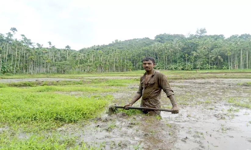 പാടത്ത് പൊന്നുവിളയിക്കാൻ ഹരീഷ് പാടത്ത് പൊന്നുവിളയിക്കാൻ ഹരീഷ്