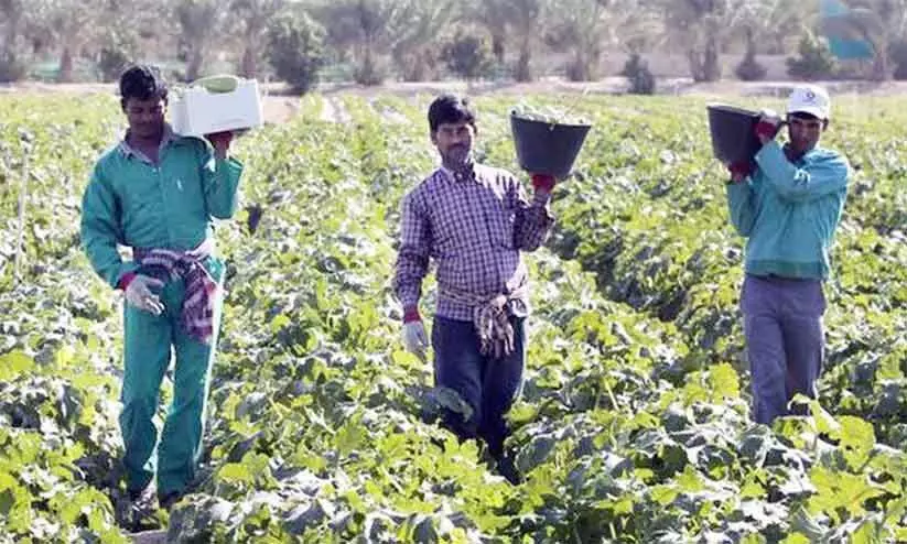 കടുത്ത ചൂട്; പച്ചക്കറികൃഷിക്ക് വെല്ലുവിളിയെന്ന് കർഷകർ
