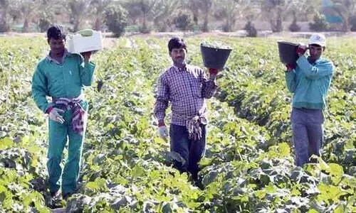 കടുത്ത ചൂട്; പച്ചക്കറികൃഷിക്ക് വെല്ലുവിളിയെന്ന് കർഷകർ കടുത്ത ചൂട്; പച്ചക്കറികൃഷിക്ക് വെല്ലുവിളിയെന്ന് കർഷകർ