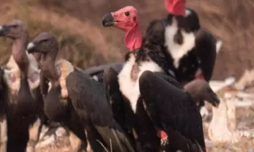 Red-headed vulture conservation centre