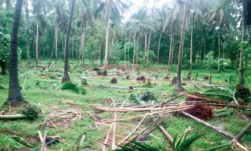 നിരന്തര കാട്ടാനശല്യം; ചെമ്പൻകൊല്ലിയിൽ കര്‍ഷകന് നഷ്ടപ്പെട്ടത് 1500 കവുങ്ങ്
