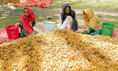 ഈത്തപ്പഴ വിളവെടുപ്പ് തിരക്കിലലിഞ്ഞ്... ഈത്തപ്പഴ വിളവെടുപ്പ് തിരക്കിലലിഞ്ഞ്...