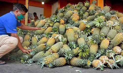 ആന്ധ്രയിൽ കുറഞ്ഞ നിരക്കിൽ പൈനാപ്പിൾ വിതരണം